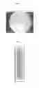 Fig. 12 - Culture medium composition and method of culturing cell or tissue using thereof