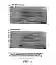 Fig. 03 - METHODS FOR DIAGNOSIS AND PROGNOSIS OF EPITHELIAL CANCERS