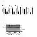Fig. 10 - METHOD FOR CONTROLLING NAD(P)/NAD(P)H RATIO BY OXIDOREDUCTASE