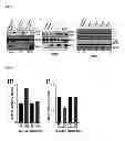 Fig. 12 - METHOD FOR CONTROLLING NAD(P)/NAD(P)H RATIO BY OXIDOREDUCTASE