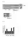 Fig. 17 - METHOD FOR CONTROLLING NAD(P)/NAD(P)H RATIO BY OXIDOREDUCTASE