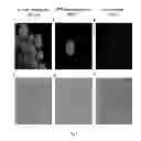 Fig. 10 - Polynucleotide for improving protein production in microorganisms of the phylum labyrinthulomycota