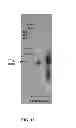 Fig. 18 - Polynucleotide for improving protein production in microorganisms of the phylum labyrinthulomycota