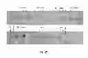 Fig. 28 - Polynucleotide for improving protein production in microorganisms of the phylum labyrinthulomycota