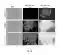 Fig. 29 - Polynucleotide for improving protein production in microorganisms of the phylum labyrinthulomycota