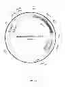 Fig. 32 - Polynucleotide for improving protein production in microorganisms of the phylum labyrinthulomycota
