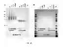 Fig. 37 - Polynucleotide for improving protein production in microorganisms of the phylum labyrinthulomycota