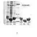 Fig. 02 - Method for synthesizing FDCA and derivates thereof