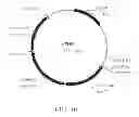Fig. 11 - Manipulation of genes of the mevalonate and isoprenoid pathways to create novel traits in transgenic organisms