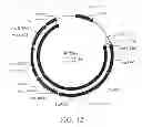 Fig. 13 - Manipulation of genes of the mevalonate and isoprenoid pathways to create novel traits in transgenic organisms