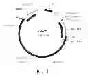 Fig. 15 - Manipulation of genes of the mevalonate and isoprenoid pathways to create novel traits in transgenic organisms