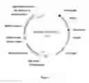 Fig. 02 - DGAT genes and methods of use for triglyceride production in recombinant microorganisms