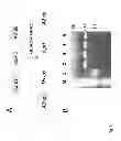 Fig. 04 - Continuous diffusion based method of cultivating photosynthetic microorganisms in a sealed photobioreactor to obtain volatile hydrocarbons