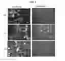 Fig. 02 - Methods and compositions for high efficiency transfection of siRNA