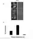 Fig. 03 - Methods and compositions for high efficiency transfection of siRNA