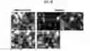 Fig. 16 - Methods and compositions for high efficiency transfection of siRNA