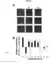 Fig. 17 - Methods and compositions for high efficiency transfection of siRNA
