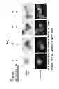 Fig. 02 - CELL MASS CAPABLE OF SERVING AS A PRIMITIVE ORGAN-LIKE STRUCTURE COMPRISED OF A PLURALITY OF CELL TYPES OF SOMATIC ORIGIN