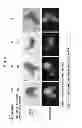 Fig. 05 - CELL MASS CAPABLE OF SERVING AS A PRIMITIVE ORGAN-LIKE STRUCTURE COMPRISED OF A PLURALITY OF CELL TYPES OF SOMATIC ORIGIN