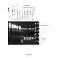 Fig. 11 - RNase H-based assays utilizing modified RNA monomers