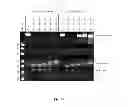 Fig. 22 - RNase H-based assays utilizing modified RNA monomers