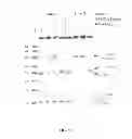 Fig. 40 - RNase H-based assays utilizing modified RNA monomers