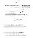 Fig. 41 - RNase H-based assays utilizing modified RNA monomers