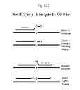 Fig. 48 - RNase H-based assays utilizing modified RNA monomers