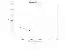 Fig. 08 - NMR SYSTEMS AND METHODS FOR THE RAPID DETECTION OF ANALYTES