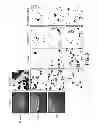 Fig. 10 - METHODS OF ISOLATING CELLS
