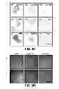 Fig. 12 - METHODS OF ISOLATING CELLS