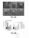 Fig. 19 - METHODS OF ISOLATING CELLS