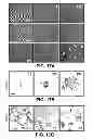 Fig. 23 - METHODS OF ISOLATING CELLS