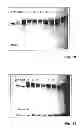 Fig. 08 - Compositions and methods for inhibiting expression of a target gene