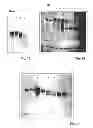 Fig. 09 - Compositions and methods for inhibiting expression of a target gene