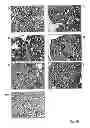 Fig. 12 - Compositions and methods for inhibiting expression of a target gene