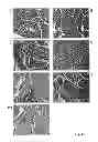 Fig. 14 - Compositions and methods for inhibiting expression of a target gene