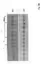 Fig. 17 - Compositions and methods for inhibiting expression of a target gene