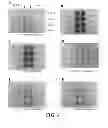 Fig. 04 - Intra-culture perfusion methods and applications thereof