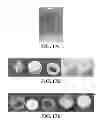 Fig. 26 - Intra-culture perfusion methods and applications thereof