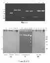 Fig. 02 - Conjugative plasmids and methods of use thereof