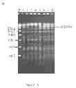 Fig. 03 - Conjugative plasmids and methods of use thereof
