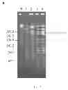 Fig. 04 - Conjugative plasmids and methods of use thereof