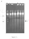 Fig. 05 - Conjugative plasmids and methods of use thereof