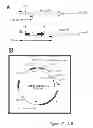 Fig. 22 - Conjugative plasmids and methods of use thereof