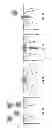 Fig. 04 - Site specific chemically modified nanopore devices