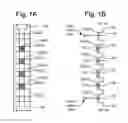 Fig. 02 - Method of forming PN floating gate non-volatile storage elements and transistor having N+ gate