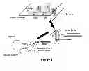 Fig. 08 - Fetal aneuploidy detection by sequencing