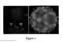 Fig. 02 - PLASMIDS AND METHODS FOR PEPTIDE DISPLAY AND AFFINITY-SELECTION ON VIRUS-LIKE PARTICLES OF RNA BACTERIOPHAGES
