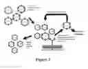 Fig. 04 - PLASMIDS AND METHODS FOR PEPTIDE DISPLAY AND AFFINITY-SELECTION ON VIRUS-LIKE PARTICLES OF RNA BACTERIOPHAGES